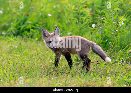 American Red Fox, cub, pino County, Minnesota, USA, America del Nord, (Vulpes vulpes fulvus) Foto Stock