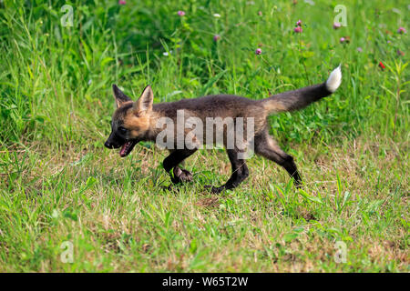 American Red Fox, cub, pino County, Minnesota, USA, America del Nord, (Vulpes vulpes fulvus) Foto Stock