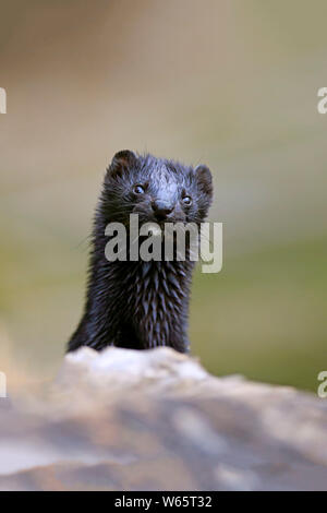 American visone, Contea di pino, Minnesota, USA, America del Nord, (Mustela vison) Foto Stock