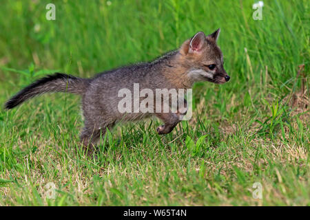 Gray Fox, giovani, pino County, Minnesota, USA, America del Nord, (Urocyon cinereoargenteus) Foto Stock