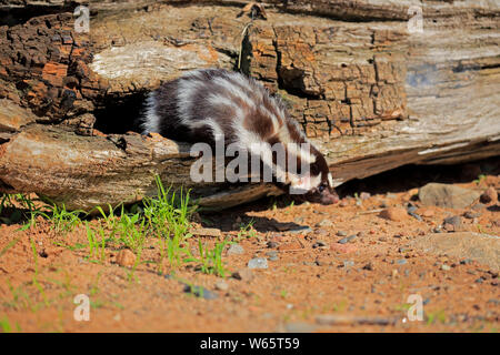 Orientale skunk maculato, adulto, Contea di pino, Minnesota, USA, America del Nord, (Spilogale putorius) Foto Stock