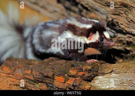 Orientale skunk maculato, adulto, Contea di pino, Minnesota, USA, America del Nord, (Spilogale putorius) Foto Stock