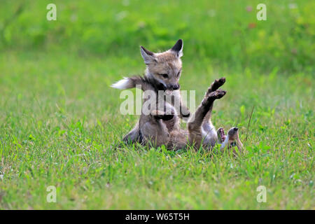 American Red Fox, cubs, Contea di pino, Minnesota, USA, America del Nord, (Vulpes vulpes fulvus) Foto Stock