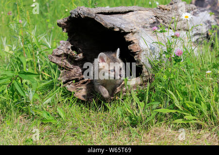 Gray Fox, giovani sul prato fiorellino sul log, pino County, Minnesota, USA, America del Nord, (Urocyon cinereoargenteus) Foto Stock