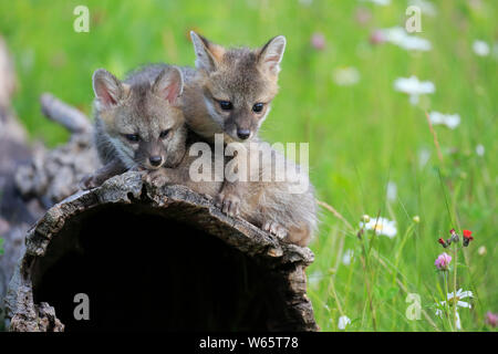 Gray Fox, youngs sul log, pino County, Minnesota, USA, America del Nord, (Urocyon cinereoargenteus) Foto Stock