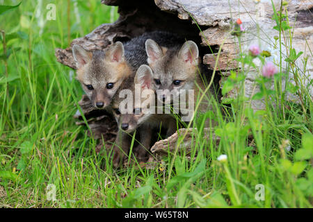 Gray Fox, youngs sul log, pino County, Minnesota, USA, America del Nord, (Urocyon cinereoargenteus) Foto Stock