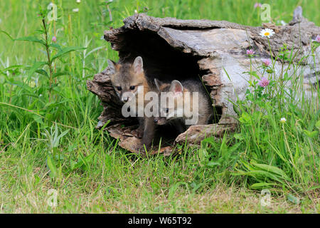 Gray Fox, youngs sul log, pino County, Minnesota, USA, America del Nord, (Urocyon cinereoargenteus) Foto Stock