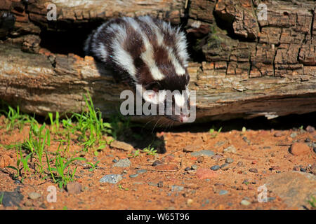 Orientale skunk maculato, adulto, Contea di pino, Minnesota, USA, America del Nord, (Spilogale putorius) Foto Stock