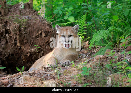 Mountain Lion, cougar, puma, i giovani adulti, Contea di pino, Minnesota, USA, America del Nord, (Felis concolor) Foto Stock