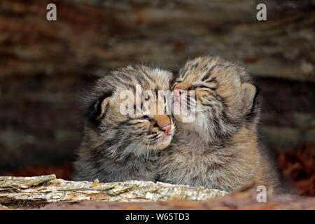 Bobcat, giovani fratelli, Contea di pino, Minnesota, USA, America del Nord, (Lynx rufus) Foto Stock
