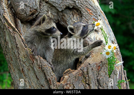 North American Raccoon, comune raccoon, cubs, Contea di pino, Minnesota, USA, America del Nord, (Procione lotor) Foto Stock