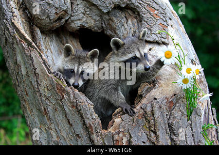 North American Raccoon, comune raccoon, cubs, Contea di pino, Minnesota, USA, America del Nord, (Procione lotor) Foto Stock