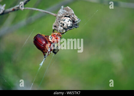 Spider Web con coccinella e bug cockchafer close up dettaglio, soffice erba sfocato sfondo bokeh di fondo Foto Stock