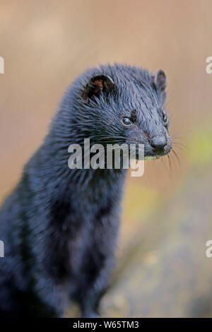 American visone, Contea di pino, Minnesota, USA, America del Nord, (Mustela vison) Foto Stock