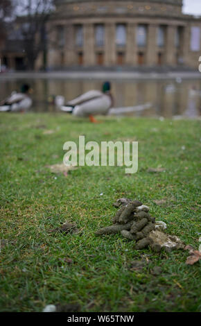 Mallard sterco, valle del Neckar, Stoccarda, BADEN-WUERTTEMBERG, Germania Foto Stock