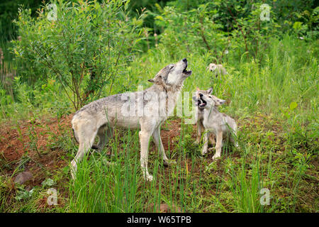 Lupo grigio con i cuccioli, la contea di pino, Minnesota, USA, America del Nord, (Canis lupus) Foto Stock