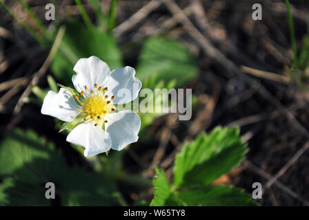 Fiore di fragole, crescendo la molla nella foresta vicino il dettaglio delle macro, soft sfocata verde scuro dello sfondo di erba Foto Stock