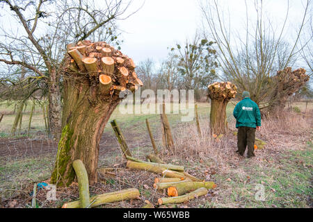 La potatura ambientalista di pollard salici nella zona di conservazione, Dusseldorf, Renania settentrionale-Vestfalia, Germania, Europa Foto Stock