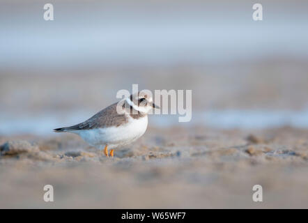 Comune di inanellare plover, Western Pomerania Area Laguna National Park, Fischland-Darss-Zingst, Meclemburgo-Pomerania, Charadrius hiaticula Foto Stock