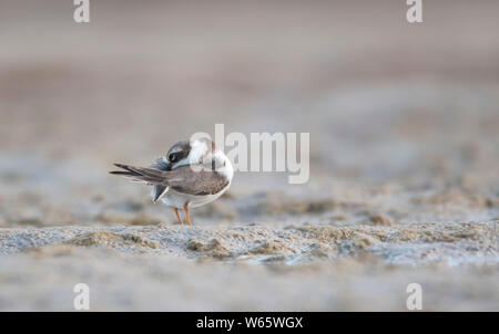 Comune di inanellare plover, Western Pomerania Area Laguna National Park, Fischland-Darss-Zingst, Meclemburgo-Pomerania, (Charadrius hiaticula) Foto Stock