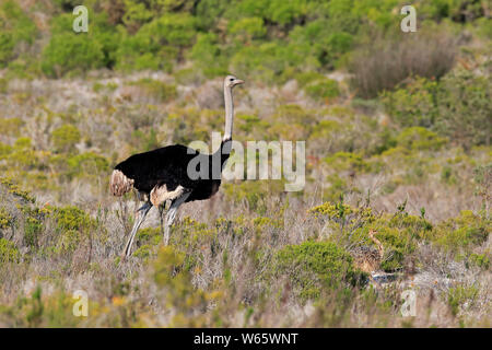 Struzzo Sudafricano, maschio adulto con youngs, West Coast Nationalpark, Western Cape, Sud Africa, Africa (Struthio camelus australis) Foto Stock