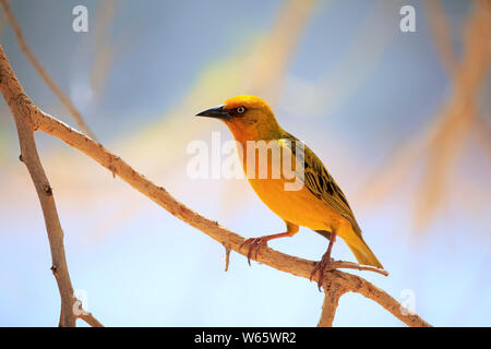 Cape Weaver, maschio adulto, Klein Karoo, Western Cape, Sud Africa, Africa (Ploceus capensis) Foto Stock