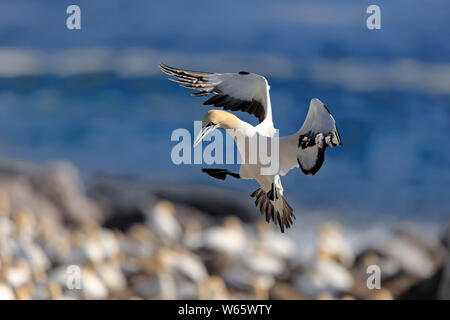 Cape Gannet, Lamberts Bay, Western Cape, Sud Africa, Africa (Morus capensis) Foto Stock