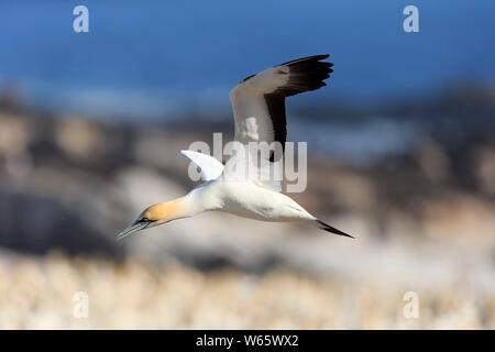 Cape Gannet, Lamberts Bay, Western Cape, Sud Africa, Africa (Morus capensis) Foto Stock