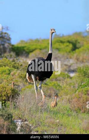 Struzzo Sudafricano, maschio adulto con youngs, West Coast Nationalpark, Western Cape, Sud Africa, Africa (Struthio camelus australis) Foto Stock