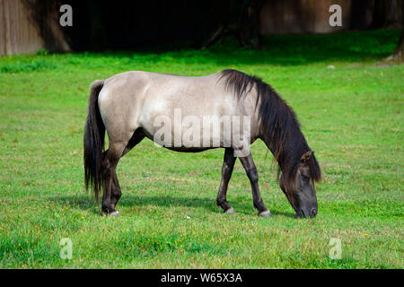 Cavalli Konik, Masurian house, Popielno, Ruciane-Nida, Warmia Masuria - Polonia Foto Stock