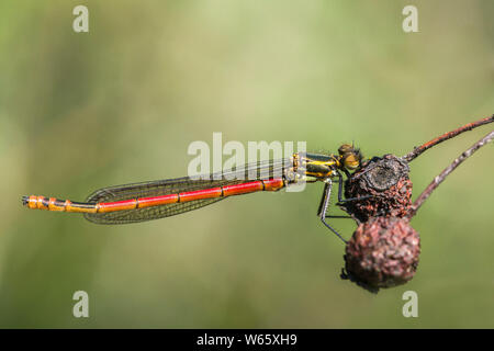 Grandi Rossi, damselfly (Pyrrhosoma nymphula), giovane maschio, Meclenburgo-Pomerania Occidentale, Germania Foto Stock