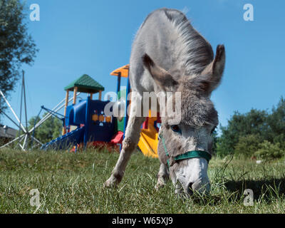 Asino domestico, (Equus asinus), il parco giochi, Meclemburgo-Pomerania Occidentale, Germania Foto Stock