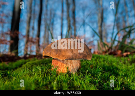 Stelo punteggiata bolete, Meclenburgo-Pomerania Occidentale, Germania Foto Stock