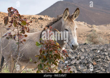 Asini selvatici, (Equus asinus), Fuerteventura, Isole Canarie, Spagna Foto Stock