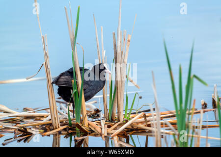 Eurasian, la folaga (fulica atra), Meclemburgo-Pomerania Occidentale, Germania Foto Stock