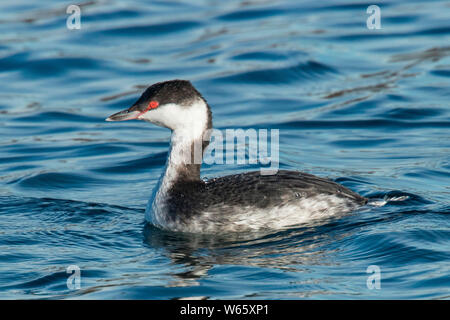 Cornuto svasso, visitatore invernale, (Podiceps auritus) Foto Stock