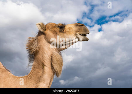 Dromedario, cammello arabo (Camelus dromedarius) Foto Stock