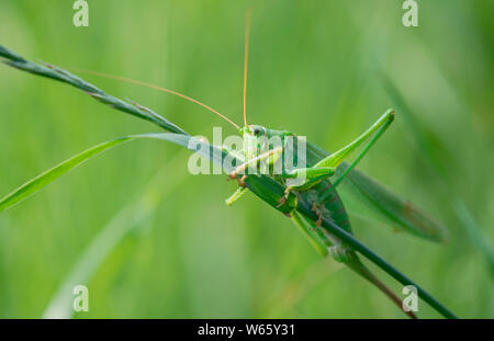 Grande macchia verde-cricket, femmina, Renania settentrionale-Vestfalia, Europa (Tettigonia viridissima) Foto Stock