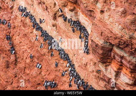 Comune di Guillemots, Helgoland, Schleswig-Holstein, Germania (Uria aalge) Foto Stock