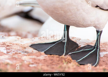 Northern Gannet, Helgoland, Schleswig-Holstein, Germania (Morus bassanus) Foto Stock