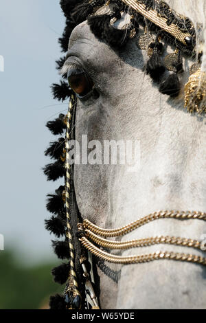 White Arabian Horse stallone, con tradizionali decorazioni briglia Foto Stock