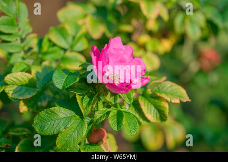 Fioritura da siepe rose, Renania settentrionale-Vestfalia, Europa (Rosa rugosa) Foto Stock