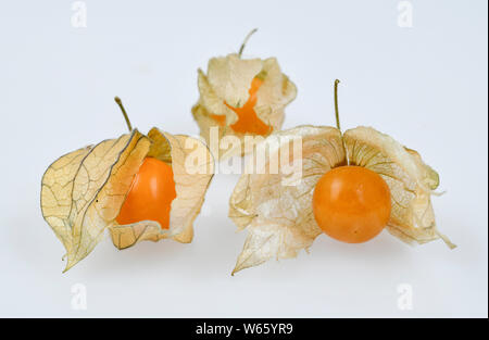 Cape gooseberry, Physalis peruviana Foto Stock