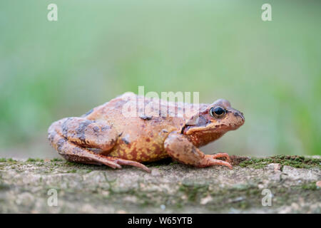 Rana comune femmina, Renania settentrionale-Vestfalia, Europa (Rana temporaria) Foto Stock