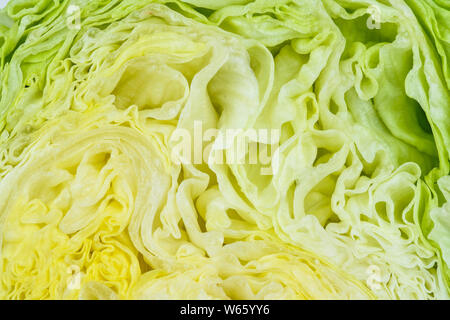 La lattuga iceberg, Lactuca sativa var. capitata Foto Stock