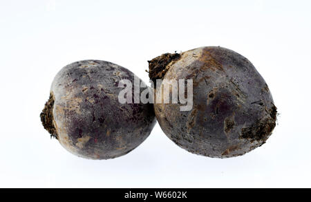 Barbabietola, Beta vulgaris vulgaris var. conditiva Foto Stock