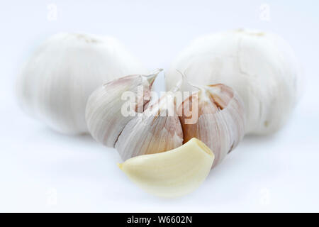 Aglio Allium sativum Foto Stock