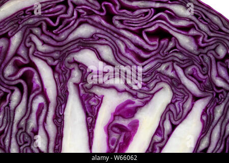 Cavolo rosso, Brassica oleracea convar. var. capitata rubra Foto Stock