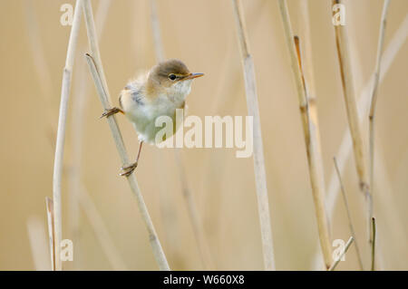 Reed trillo, maschio, può, Gelderland, Paesi Bassi, (Acrocephalus scirpaceus) Foto Stock