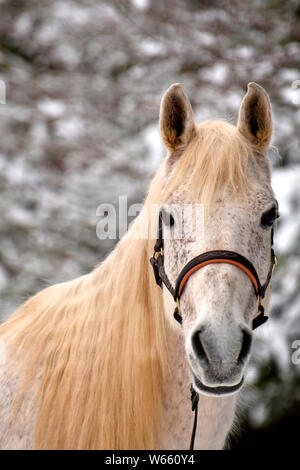 Arabian Horse, grigio, grigio, flea morso, castrazione Foto Stock